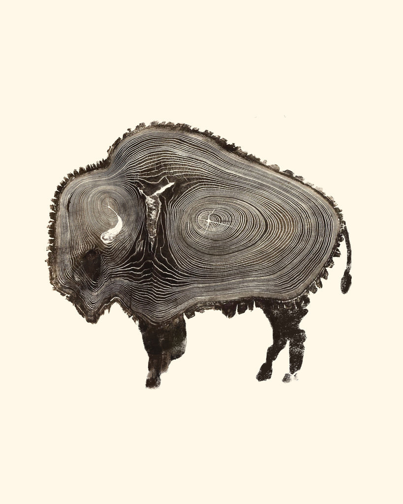 Buffalo Tree Rings